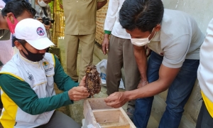 Budidaya Lebah, Solusi Konflik Manusia dan Gajah di Lampung Timur